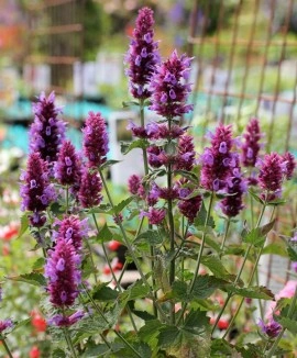 Agastache Pallida X Rugosa Globetrotter - Img 2