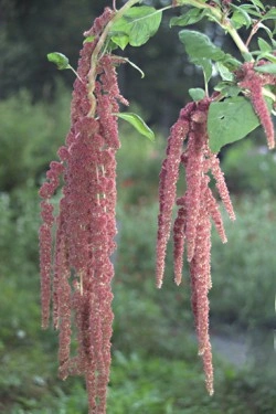 Amaranthus caudatus Coral Fountain - Img 6