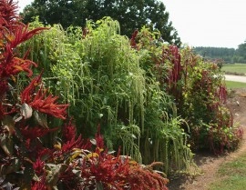 Amaranthus caudatus Green Cascade - Img 5