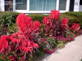 Amaranthus tricolor Early Splendor - Img 2