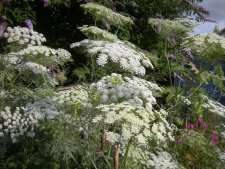 Ammi Visnaga-Marar salbatic - Img 2