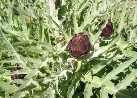 Anghinare violet - Img 3