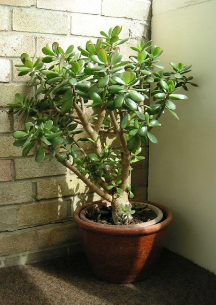 Arbore de Jad-Crassula Ovata - Img 3