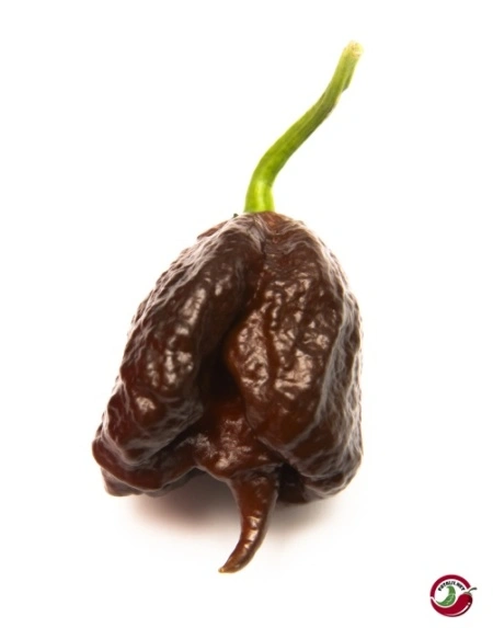 Ardei iute Carolina Reaper Chocolate - Img 3