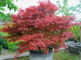 Artar japonez-Acer palmatum atropurpurea - Img 4