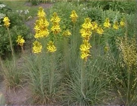 Asphodeline lutea - Img 8