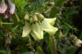 Astragalus Membranaceus - Img 5