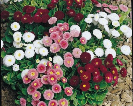 Banutei-Bellis Perennis Pomponette mix - Img 4