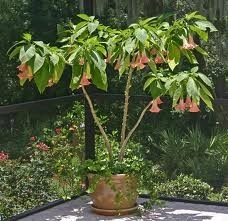 Brugmansia suaveolens Pink - Img 2