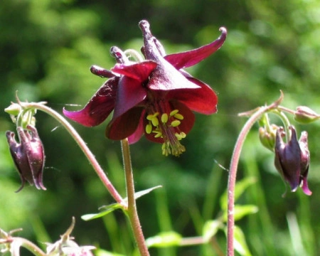 Caldarusa-Aquilegia Atrata - Img 3