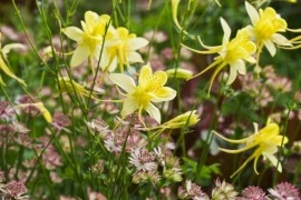 Caldarusa-Aquilegia Chrysantha Yellow Queen - Img 2