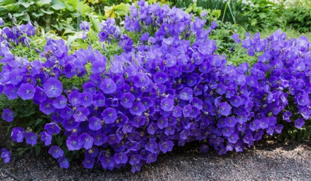 Campanula Carpatica blue - Img 2