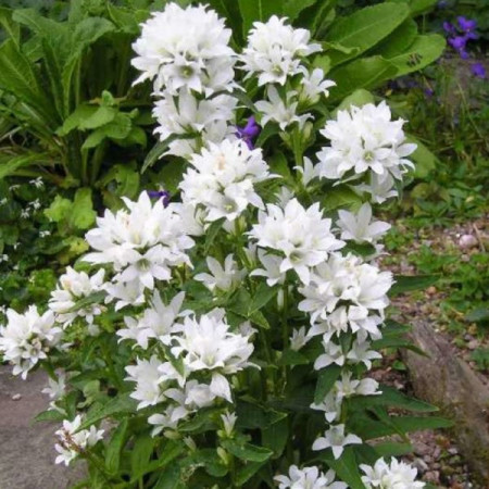 Campanula Glomerata Alba