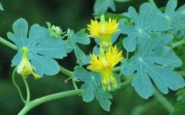 Canary creeper-Tropaeolum peregrinum - Img 5