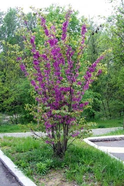 Cercis siliquastrum-Arborele Iudei - Img 4