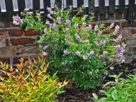 Ciumărea-Galega officinalis - Img 2