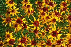Coreopsis tinctoria Mardi Gras