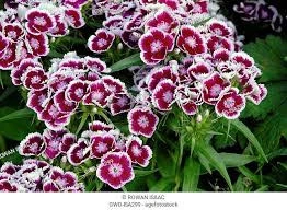 Dianthus barbatus-Garoafa turceasca Holborn Glory - Img 2