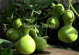 Dovleac decorativ Bottle Gourd - Img 3