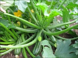 Dovlecel zucchini Cocozelle - Img 4