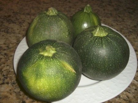 Dovlecel zucchini Piacenza Round Dark - Img 3