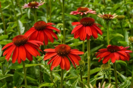 Echinacea Lakota red - Img 4