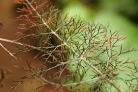 Fenicul Purpureum-Bronze fennel - Img 4