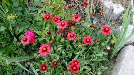 Gaillardia Aristata Burgunder - Img 3