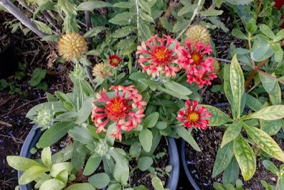 Gaillardia Fanfare Blaze - Img 4