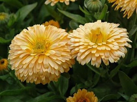 Galbenele-Calendula Off.Apricot Beauty - Img 4