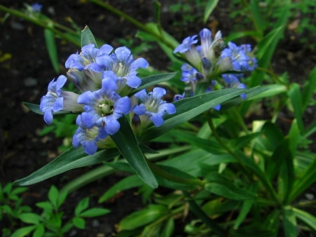 Gentiana Dahurica - Img 3