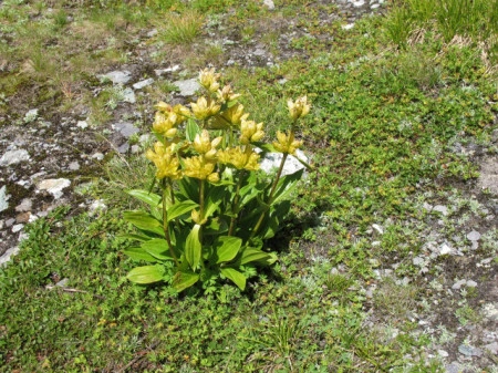 Gentiana Punctata - Img 5