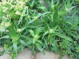 Gentiana Tibetica - Img 6