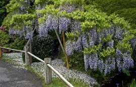 Glicina mov-Wisteria floribunda - Img 5