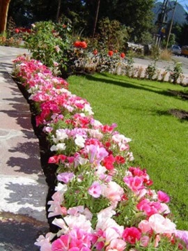 Godetia grandiflora - Img 4