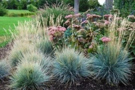 Iarba decorativa Festuca glauca - Img 2