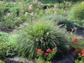 Iarba decorativa-Pennisetum alopecuroides hameln - Img 2