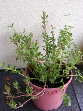 Iarba grasă-Portulaca oleracea - Img 8