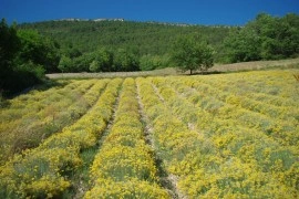 Imortela-Helichrysum italicum - Img 7