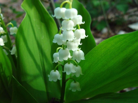 Lacramioara-Convallaria majalis - Img 2