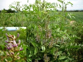 Lemn Dulce-Glycyrrhiza Glabra - Img 2