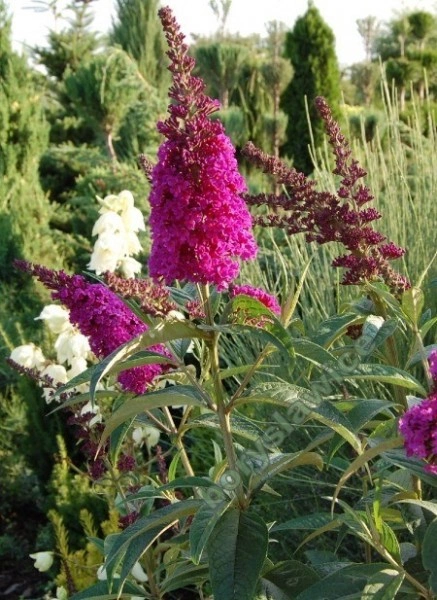 Liliac de vara-Buddleja Davidii Royal Red - Img 2