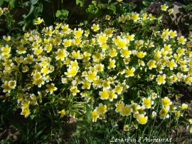 Limnanthes douglasii - Img 3