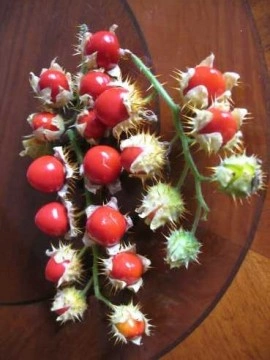 Litchi Tomato-Solanum Sisymbriifolium - Img 3
