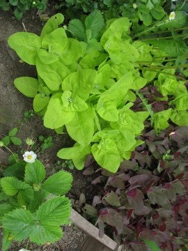 Loboda verde - Img 2
