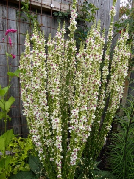 Lumanarica-Verbascum chaixii Wedding Candles - Img 2