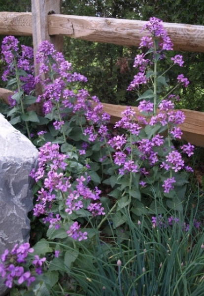 Lunaria Annua mix - Img 7
