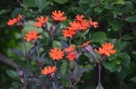 Lychnis Arkwrightii Vesuvius - Img 3