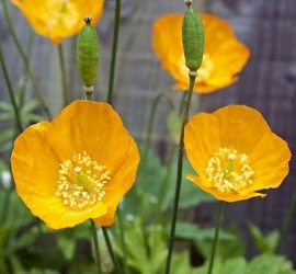 Mac Meconopsis Cambrica var.Aurantiaca - Img 2