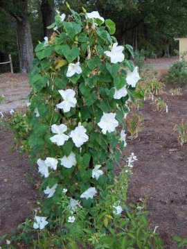 Moonflower-Ipomoea alba - Img 4